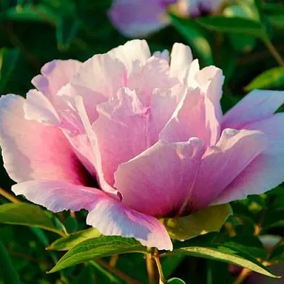 Пион ВРАТА ХРАМА древовидный   Пион ВРАТА ХРАМА древовидный  в Москве