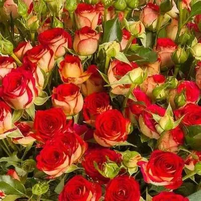 Саженцы роз РУБИЭЛЛА спрей — описание сорта Саженцы роз РУБИЭЛЛА спрей в Москве