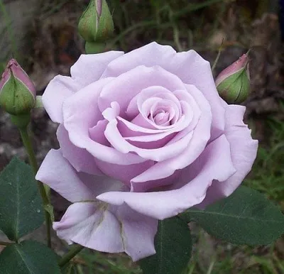 Саженцы роз СИЛЬВЕР СТАР чайно-гибридная в Москве