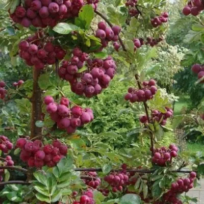 Рябина ДЕСЕРТНАЯ МИЧУРИНА сладкоплодная — описание сорта Рябина ДЕСЕРТНАЯ МИЧУРИНА сладкоплодная в Москве