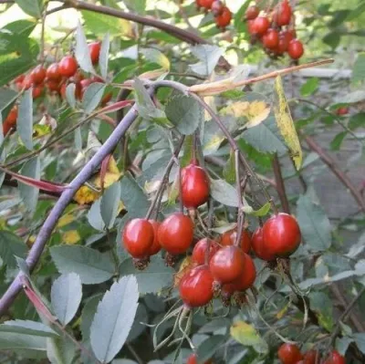 Саженцы роз сизая — описание сорта Саженцы роз сизая в Москве