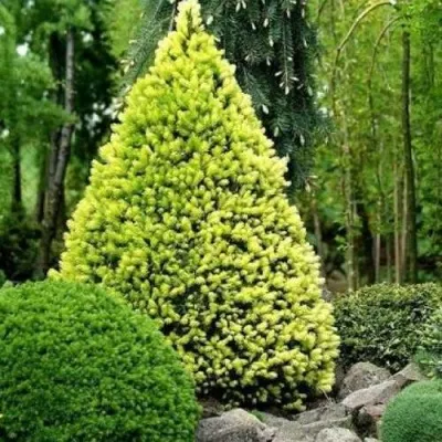 Ель РЕЙНБОУЗ ЭНД сизая — описание сорта Ель РЕЙНБОУЗ ЭНД сизая в Москве