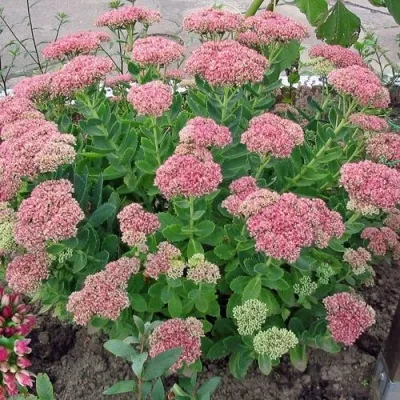 Седум ПИНК ПАЗИШЕН — описание сорта Седум ПИНК ПАЗИШЕН в Москве