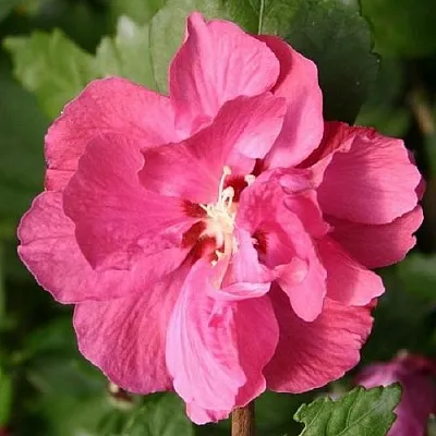 Гибискус ДЮК ДЕ БРАБАНТ сирийский   Гибискус ДЮК ДЕ БРАБАНТ сирийский  в Москве