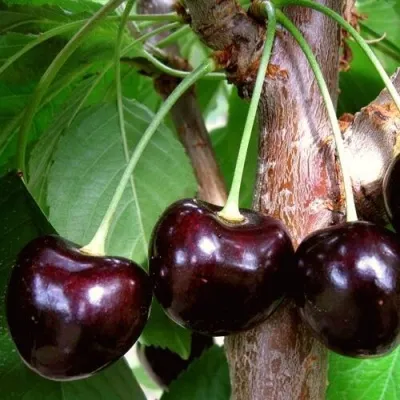 Черешня ДОНЕЦКИЙ УГОЛЁК — описание сорта Черешня ДОНЕЦКИЙ УГОЛЁК в Москве