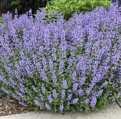 Котовник СИКС ХИЛЛС ГИАНТ  Котовник СИКС ХИЛЛС ГИАНТ в Москве