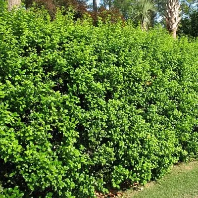 Живая изгородь в Москве