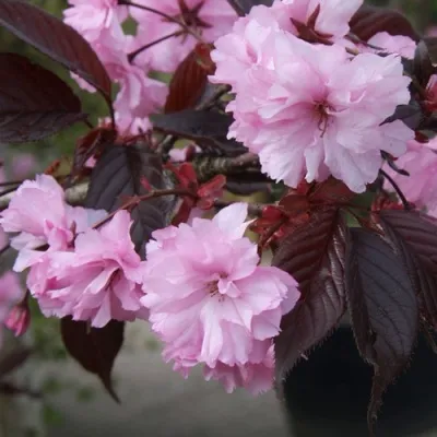 Сакура РОЯЛ БУРГУНДИ — описание сорта Сакура РОЯЛ БУРГУНДИ в Москве