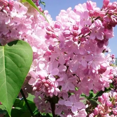 Сирень АДЕЛИНА в Москве