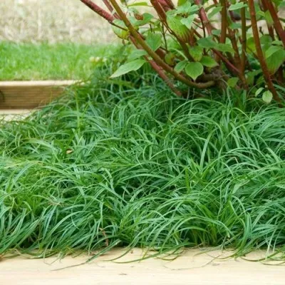 Осока БИТЛЗ — описание сорта Осока БИТЛЗ в Москве