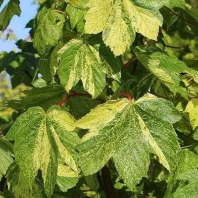 Клен ЛЕОПОЛЬДИ в Москве