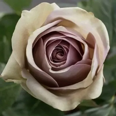 Саженцы роз АМНЕЗИЯ чайно-гибридная в Москве