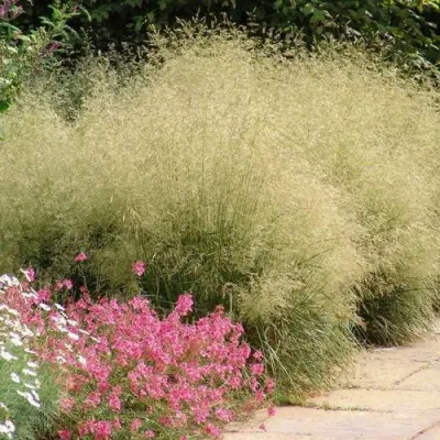 Щучка ГОЛДШЛЕЕР дернистая — описание сорта Щучка ГОЛДШЛЕЕР дернистая в Москве