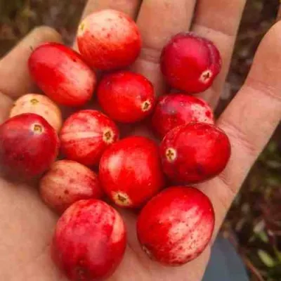 Клюква СТАНКОВИЧ в Москве