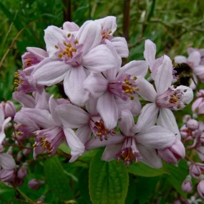 Дейция МОУНТ РОУЗ — описание сорта Дейция МОУНТ РОУЗ в Москве