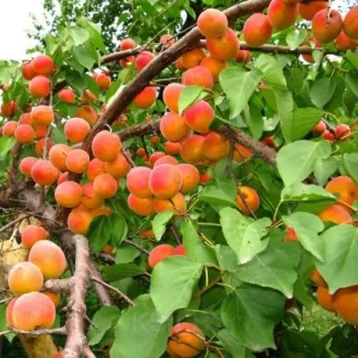 Абрикос ОТБОР АСТАХОВА в Москве