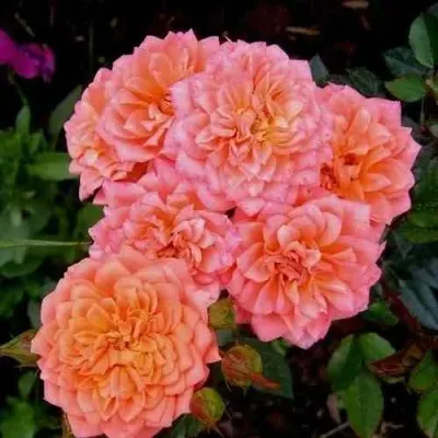 Саженцы роз НИНЕТТА спрей — описание сорта Саженцы роз НИНЕТТА спрей в Москве