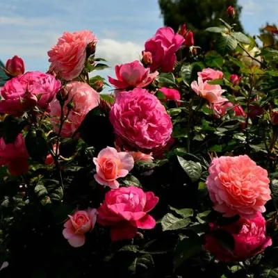 Саженцы роз ОЛЬГА шраб — описание сорта Саженцы роз ОЛЬГА шраб в Москве