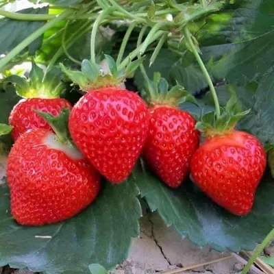 Клубника ТЕА — описание сорта Клубника ТЕА в Москве