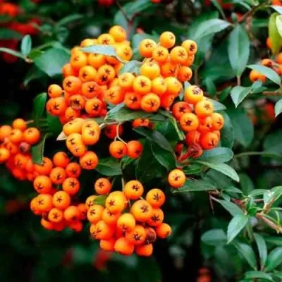 Пираканта ОРАНЖ ГЛОУ — описание сорта Пираканта ОРАНЖ ГЛОУ в Москве