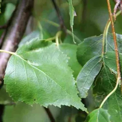 Береза повислая в Москве