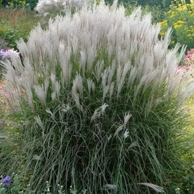 Мискантус КЛЯЙН СИЛЬБЕРСПАЙН китайский  — описание сорта Мискантус КЛЯЙН СИЛЬБЕРСПАЙН китайский  в Москве