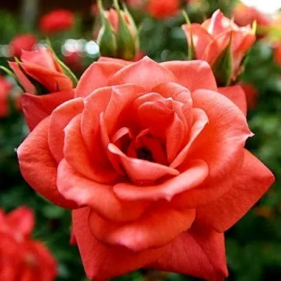 Ремонтантные гибриды  Ремонтантные гибриды в Москве