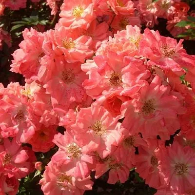 Почвопокровная  Почвопокровная в Москве