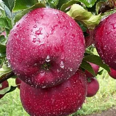 Яблоня ЛОБО  Яблоня ЛОБО в Москве