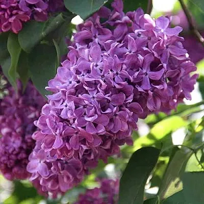 Сирень КАПИТАН ГАСТЕЛЛО в Москве