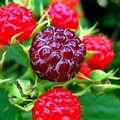 Княженика в Москве