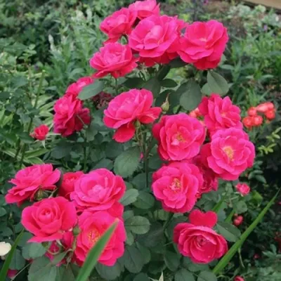 Саженцы роз ДЖОРДЖ ВАНКУВЕР флорибунда — описание сорта Саженцы роз ДЖОРДЖ ВАНКУВЕР флорибунда в Москве