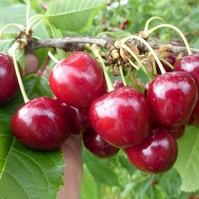 Вишня КОЛОННОВИДНАЯ  Вишня КОЛОННОВИДНАЯ в Москве