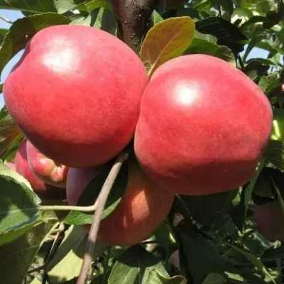 Яблоня ЗАСЛАВСКОЕ — описание сорта Яблоня ЗАСЛАВСКОЕ в Москве