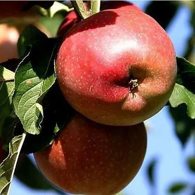 Яблоня АНТЕЙ КИЕВСКИЙ колонновидная  Яблоня АНТЕЙ КИЕВСКИЙ колонновидная в Москве