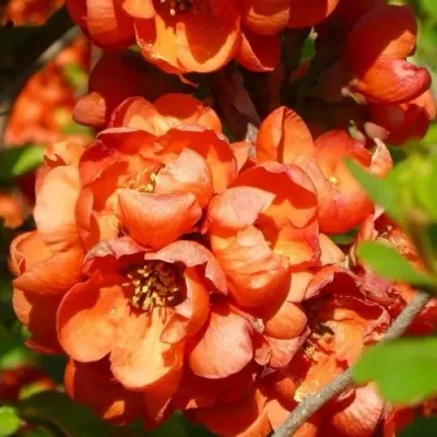 Айва ОРАНЖ ТРЕЙЛ — описание сорта Айва ОРАНЖ ТРЕЙЛ в Москве