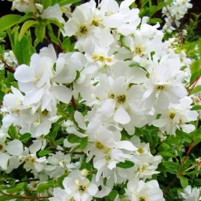 Экзохорда ЗЕ БРАЙД — описание сорта Экзохорда ЗЕ БРАЙД в Москве