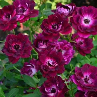 Саженцы роз БУРГУНДИ АЙС флорибунда — описание сорта Саженцы роз БУРГУНДИ АЙС флорибунда в Москве