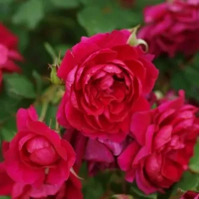 Саженцы роз КВАДРА плетистая — описание сорта Саженцы роз КВАДРА плетистая в Москве