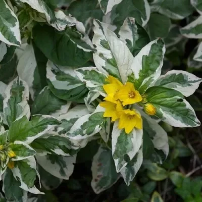 Вербейник АЛЕКСАНДР точечный в Москве
