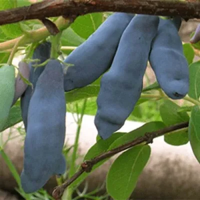 Жимолость съедобная ЛЕНИНГРАДСКИЙ ВЕЛИКАН — описание сорта Жимолость съедобная ЛЕНИНГРАДСКИЙ ВЕЛИКАН в Москве