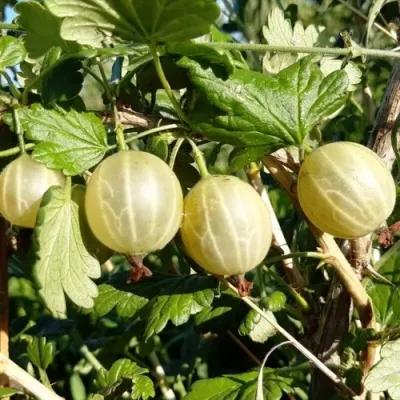 Крыжовник БЕЛОРУСCКИЙ САХАРНЫЙ 2 — описание сорта Крыжовник БЕЛОРУСCКИЙ САХАРНЫЙ 2 в Москве