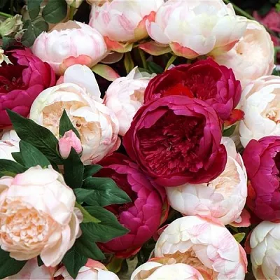 Пионы в Москве