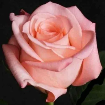 Саженцы роз АНГАЖЕМЕНТ чайно-гибридная в Москве