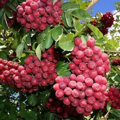 Рябина ГРАНАТНАЯ сладкоплодная — описание сорта Рябина ГРАНАТНАЯ сладкоплодная в Москве