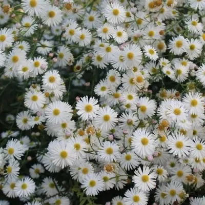 Болтония СНОУБЭНК — описание сорта Болтония СНОУБЭНК в Москве