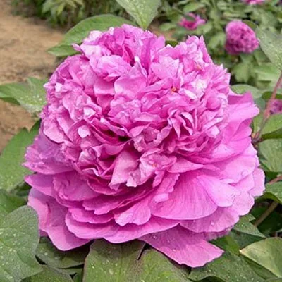 саженцы пиона саженцы пиона