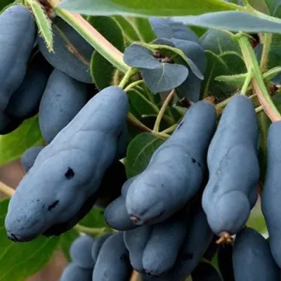 Жимолость съедобная СИЛЬГИНКА — описание сорта Жимолость съедобная СИЛЬГИНКА в Москве