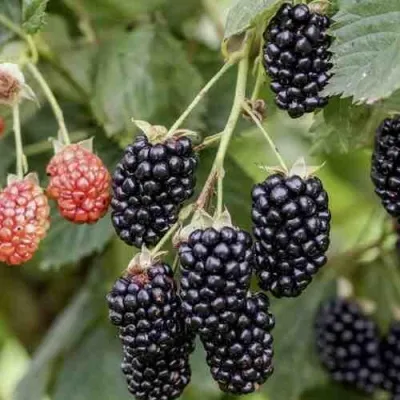 Ежевика НАВАХО бесшипная в Москве