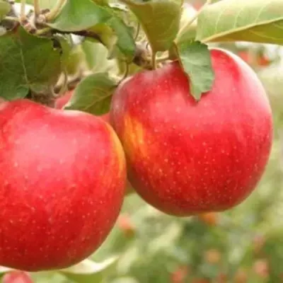 Яблоня ДЖОНАГОЛД — описание сорта Яблоня ДЖОНАГОЛД в Москве